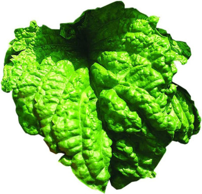 VibeX ® VXI-439 Lettuce Leaf Basil Seeds Seed(200 per packet)