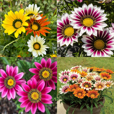 ibains Gazania flower seeds combo 24 Seed(24 per packet)