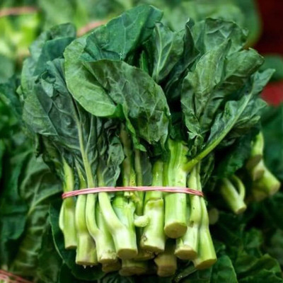 WILLVINE SYN -VI Chinese Broccoli Seeds,GAI LAN [5g] Seed(1500 per packet)