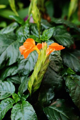 FRESHO kanakambaram-firecracker-crossandra Seed(13 per packet)