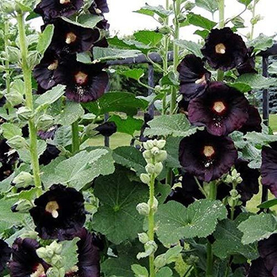 Aywal Hollyhock Double Mix Seed(40 per packet)