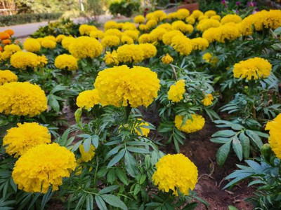Crumar marigold/gende ka phool flower seeds Seed(50 per packet)