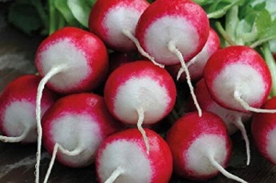 Qualtivate PUA-1A Sparkler White Tip Radish Red 25 Days Seed(300 per packet)