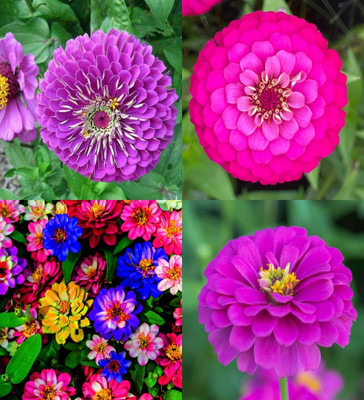 ibains Zinnia flowers mixed seeds garden pack beez 52 Seed(82 per packet)