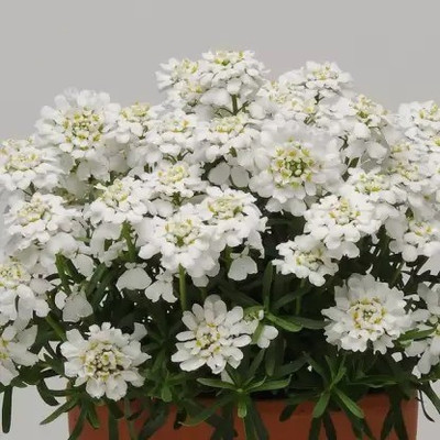 Aro Candytuft Seed(178 per packet)