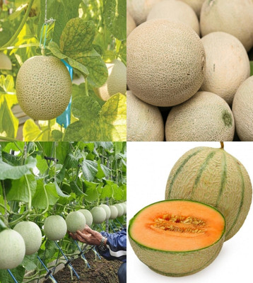ibains Muskmelon seeds for plants beez 24 Seed(24 per packet)