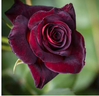 greenfarm NCX- Rose Flower Seeds /Gulab Seeds ,Best Quality , 70 X Seeds ,mkn17 Seed(70 per packet)