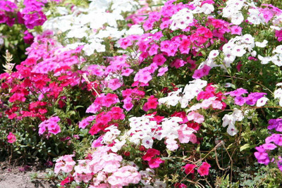 CYBEXIS PHLOX MIXED COLOUR FLOWER F1 HYBRID SEEDS GOOD GERMINETION Seed(1 g)
