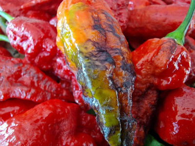 Biosnyg F1 Hybrid Black Panther Hot Chilli Vegetable Seeds For Planting-(2000 Seeds) Seed(2000 per packet)