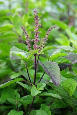 the green dotcom Tulsi Seed(60 per packet)