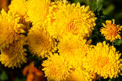 JDM Store marigold,gende ka phool seeds Seed(20 per packet)