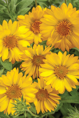Quentova Gaillardia Yellow Blanket Flower-LXI-8F Seed(75 per packet)