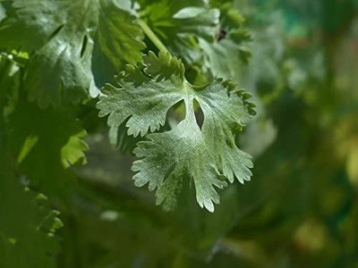 CYBEXIS PAU-96 - Coriander' Cilantro - (250 Seeds) Seed(250 per packet)