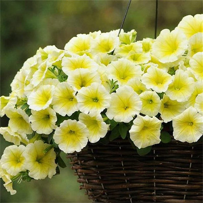 CYBEXIS NDIR-51 - Double Petals Petunia Mixed Color - (180 Seeds) Seed(180 per packet)