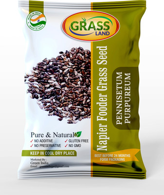 grassland Napier Fodder Grass seed / ELEPHANT GRASS SEEDS (1000) Seed Seed(100 g)