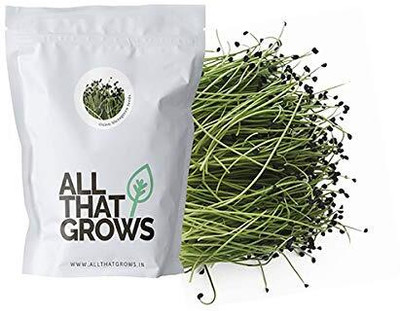 WILLVINE GBPUT -XIII Onion Micro Greens Seeds [1g] Seed(750 per packet)