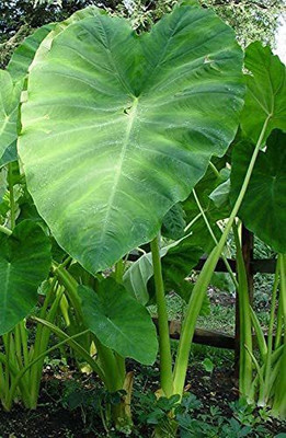 KANAYA Taro Root / Arbi / Dasheen / Eddoes Vegetable Bulbs Home Outdoor Gardening Bulbs Seed(1 per packet)
