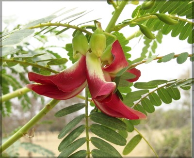 Ourseeds in Agathi keerai Red Flower / Humming Bird Tree Seed(25 per packet)