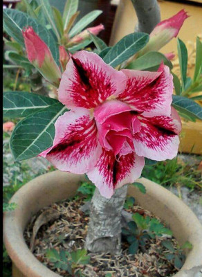 CRGO ADENIUM Seed(70 per packet)