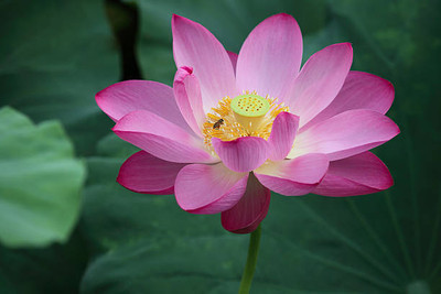Aam beej lotus,kamal gatta Seed(10 per packet)