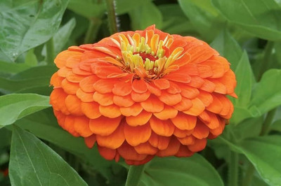 AMAJIT Zinnia Flower beej Seed(38 per packet)