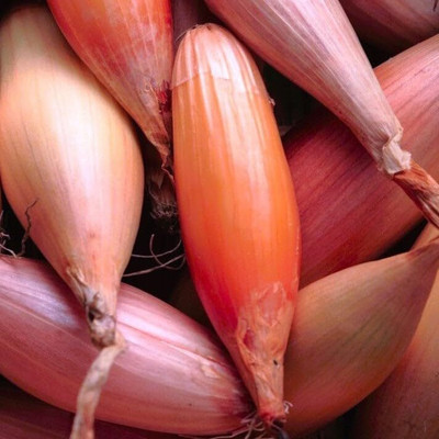 KNESSiN Heat Tolerant Zebrune Shallot Onion Seeds for Terrace Gardening-(300 Seeds) Seed(300 per packet)