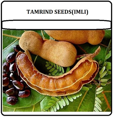 KNESSiN Sweet Tamarind Meethi Imli (Thailand Tamarind)Seeds Seed(25 per packet)