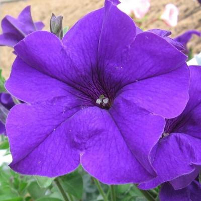 Quentova Petunia Violet Flower-RJ-5N Seed(50 per packet)