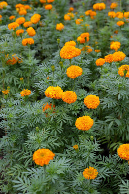 Brondi marigold/gende ka phool flower seeds Seed(50 per packet)