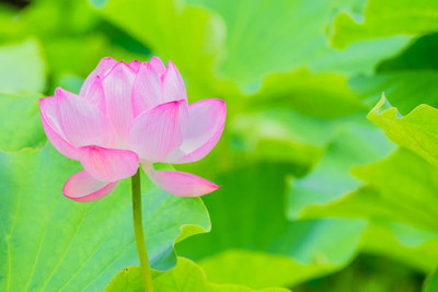 MAA lotus,kamal seeds Seed(5 per packet)
