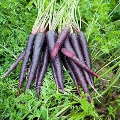 DIVINE CARROT Seed(20 per packet)