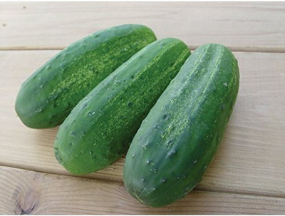Avysa Cucumber Stonewall F1 Seed-CuC_208 Seed(50 per packet)