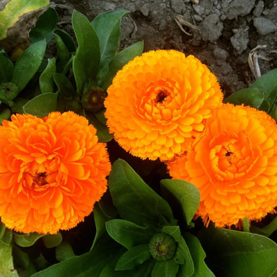 Lorvox Calendula Hybrid Flower High Germination Seed(38 per packet)