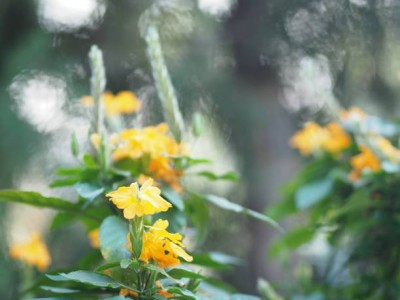 Menpulam kanakambaram-firecracker-crossandra Seed(30 per packet)