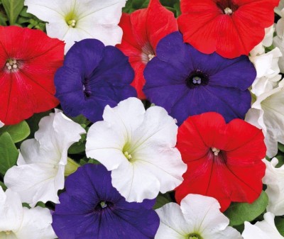 VibeX ATS-50 - Petunia Unicum Rainbow Cascade - Flower Mix - (540 Seeds) Seed(540 per packet)