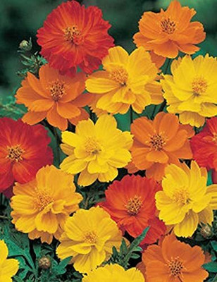 Epazo Double Click Cranberries' Seeds. Cosmos Cranberries Seed(20 per packet)