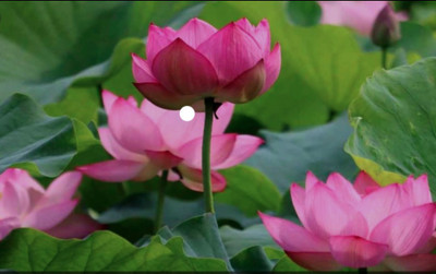 ROSEMERC Red lotus seeds ( 20 per packet ) Seed(20 per packet)