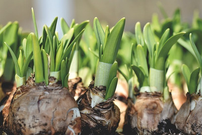 Cloud Farm Tuberose flower seeds pack of 7 Seed(7 per packet)