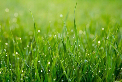 BJUBAS Lawn grass seeds for home gardening pack of 2160 Seed(2160 per packet)