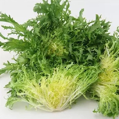 CYBEXIS Hybrid Frisee lettuce endive seeds2000 Seeds Seed(2000 per packet)