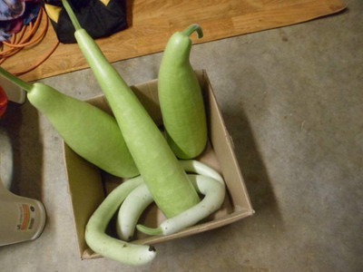 Qualtivate GBPT-9A Long Bottle Gourd Seed(50 per packet)