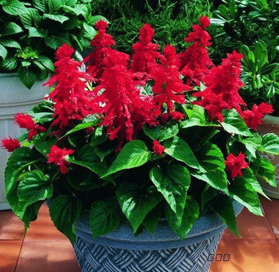 CYBEXIS Hybrid Imported Flower Seeds Salvia Seed(50 per packet)