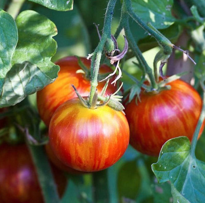 Qualtivate HUA-9A Tigerella Beefsteak Tomato Giant Seed(300 per packet)