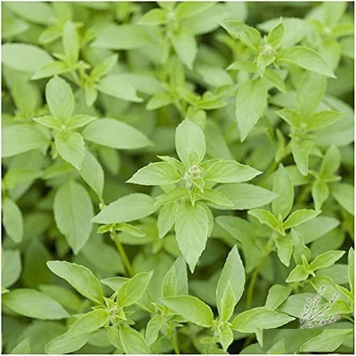 VibeX ® VMR-62 Lemon Basil Herb Seeds Seed(1000 per packet)