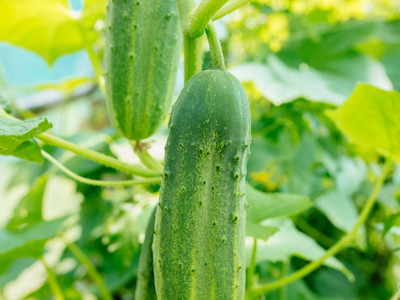 AFARTIOBINA 30 PCS CUCUMBER SEEDS Seed(30 per packet)