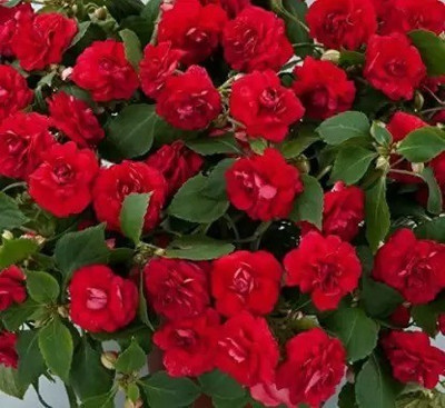 Aro Balsam Seed(31 per packet)