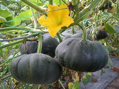 Farmonix Good Quality Organic Natural Pumpkin Seed(100 per packet)