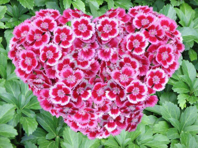 Lorvox Sweet William Mix F1 Hybrid Flower Seed(70 per packet)