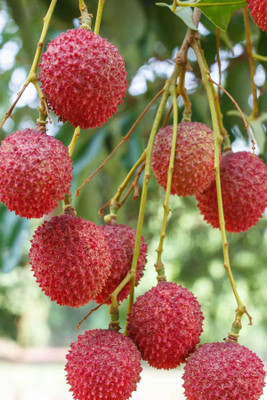 kranti farms litchi Seed(10 per packet)