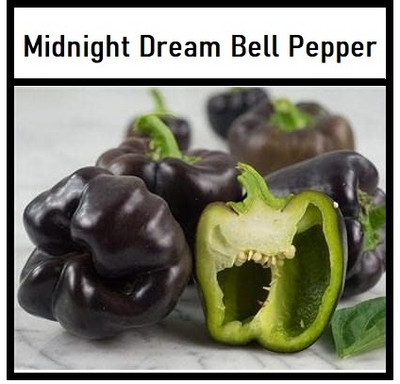 Biosnyg High Germination Super Dark Capsicum Vegetable Seeds For Gardening-(200 Seeds) Seed(200 per packet)